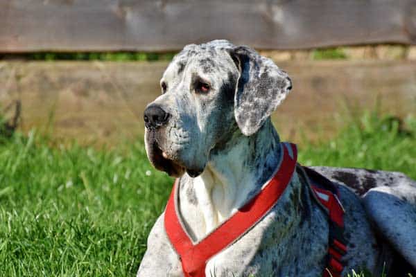 Are Great Danes Good Family Dogs