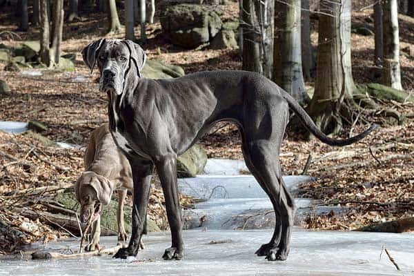 Are Great Danes Good Guard Dogs