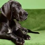 Are Great Danes Good Service Dogs