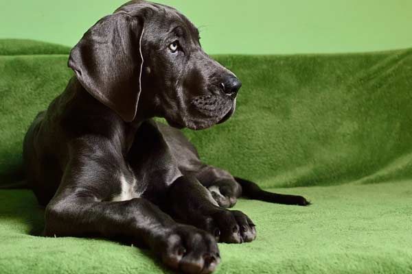 Are Great Danes Good Service Dogs: Mobility Challenges