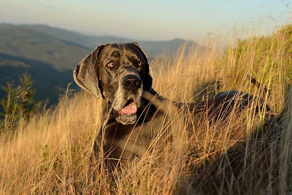 Are Great Danes Hypoallergenic: the Paradox of a Short-Haired Giant