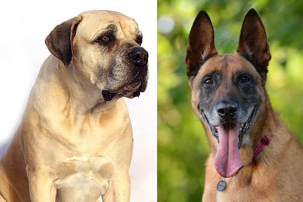 Belgian Malinois Mastiff Mix