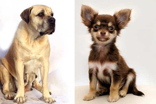 Chihuahua Mastiff Mix: Meet the Devoted Protective Dog