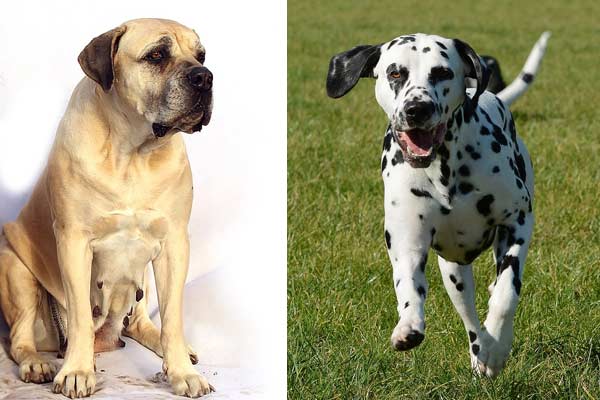 Dalmatian Mastiff Mix