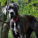 Do Great Danes need a Lot of Exercise