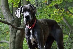 Do Great Danes need a Lot of Exercise