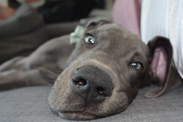 Great Dane Blue Eyes: What Do They Mean?
