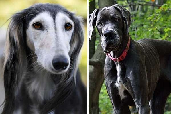 Great Dane vs Greyhound: Dog Breed Comparison