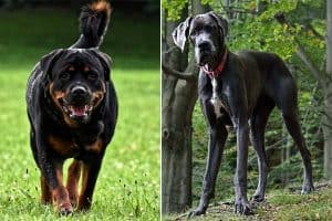 Great Dane vs Rottweiler