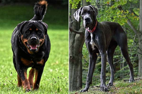 Great Dane vs Rottweiler: 9 Differences You Should Know