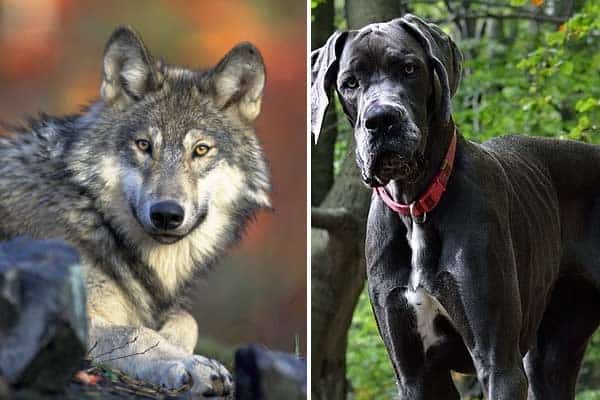 Great Dane vs Wolf
