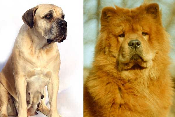 Mastiff Chow Chow Mix