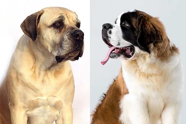 Mastiff St. Bernard Mix