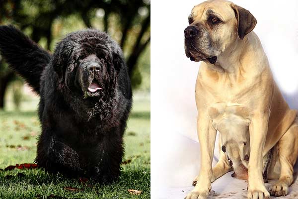 Newfoundland Mastiff Mix