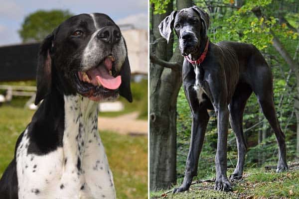 Pointer Great Dane Mix