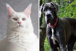 are great danes good with cats