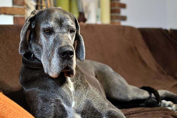Dogs That Look Like Great Danes: Unique Look, Impossible to Replicate