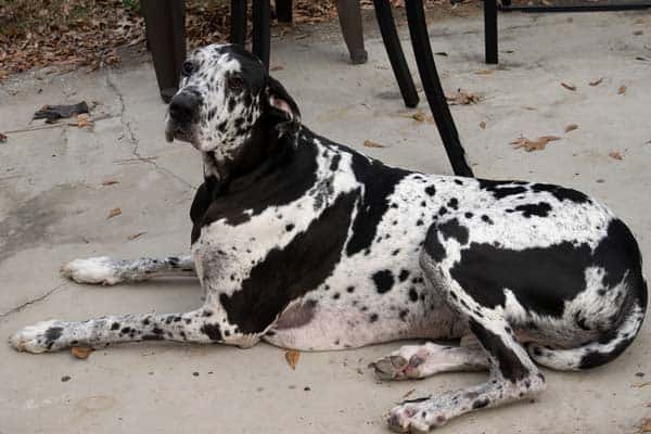 Owning a Great Dane