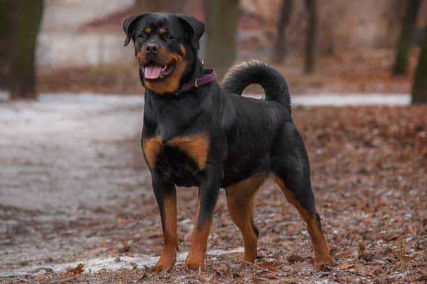 rottweiler