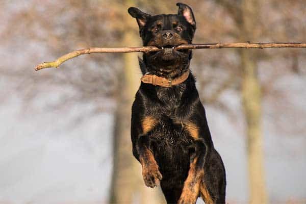 Can A Rottweiler Jump A Fence