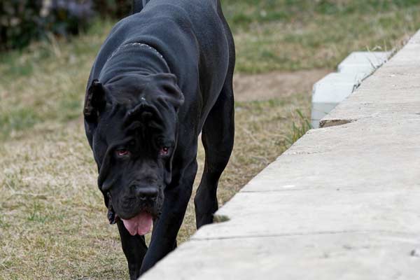 Can Cane Corsos Swim