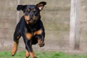 Can Rottweilers Hunt