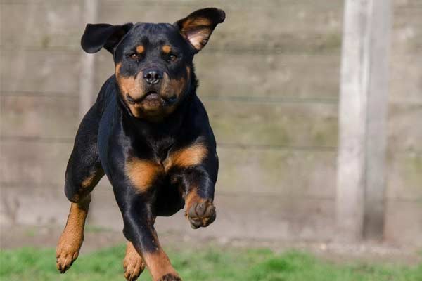 Can Rottweilers Hunt?
