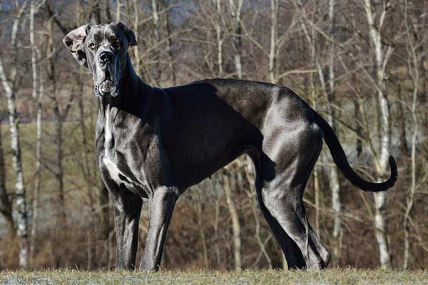 Do Great Danes Have Webbed Feet