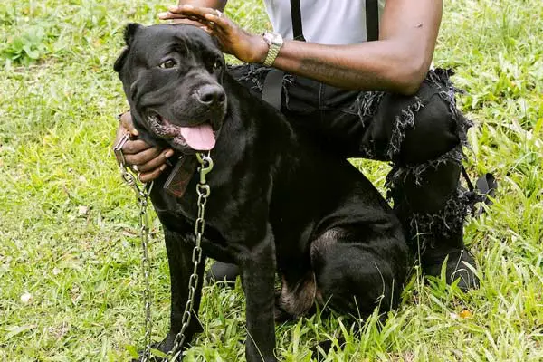 How Fast Can a Cane Corso Run