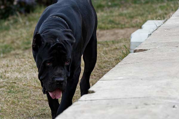 How Fast Can a Cane Corso Run