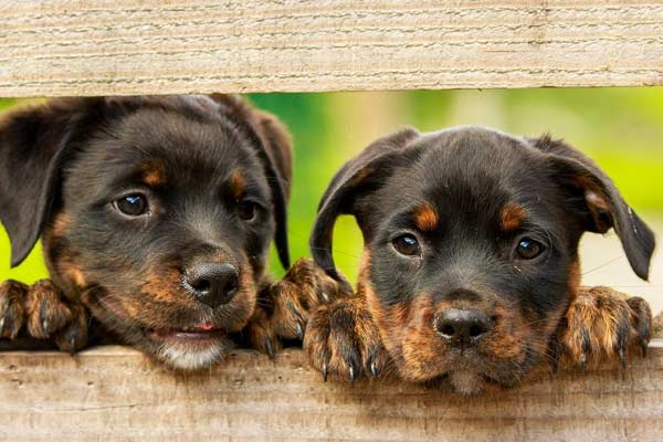 How Many Puppies Does A Rottweiler Have