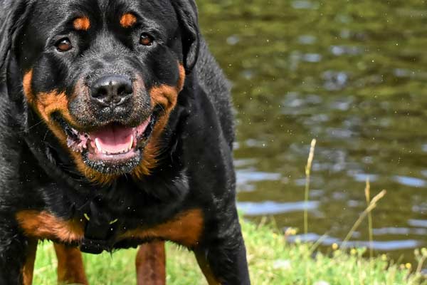 How Often Do You Brush a Rottweiler's Teeth