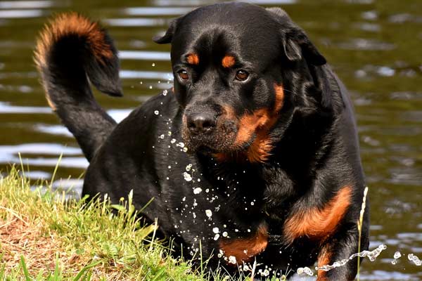 How Often Should You Bathe A Rottweiler