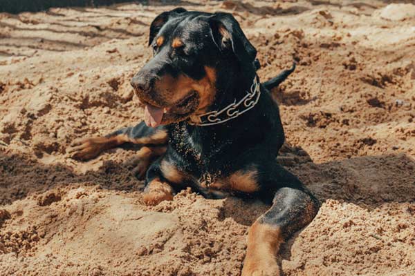How To Crate Train a Rottweiler?