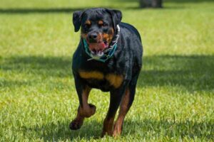 How To Tell If A Rottweiler Is Purebred