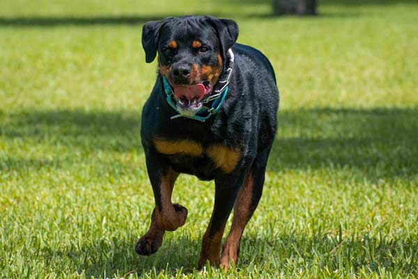 Are You Sure Your Rottweiler Is a Purebred? Here’s How to Check!