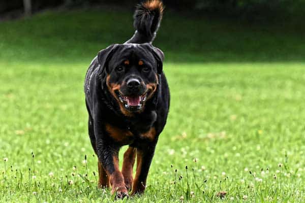 How to Calm Down a Rottweiler [13 Ways]