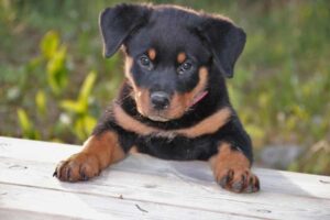 How to Cut Your Rottweiler's Nails