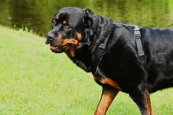 How to Make a Rottweiler Gain Weight