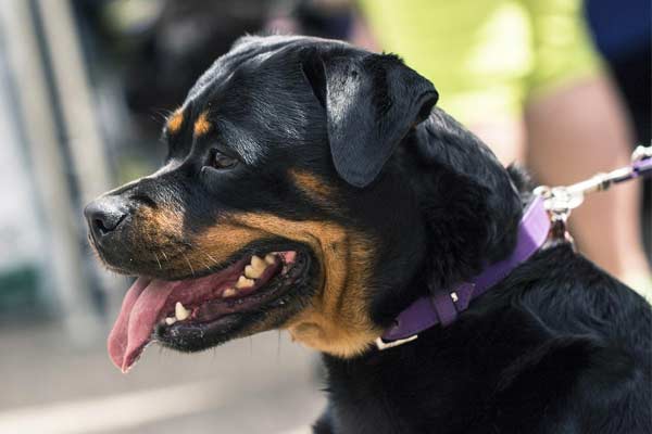 Rottweiler Breeding