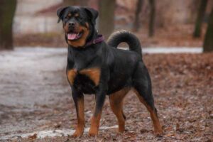 Trained or Untrained Rottweilers