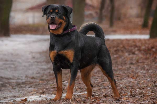 Trained or Untrained Rottweilers, Protection is Instinct