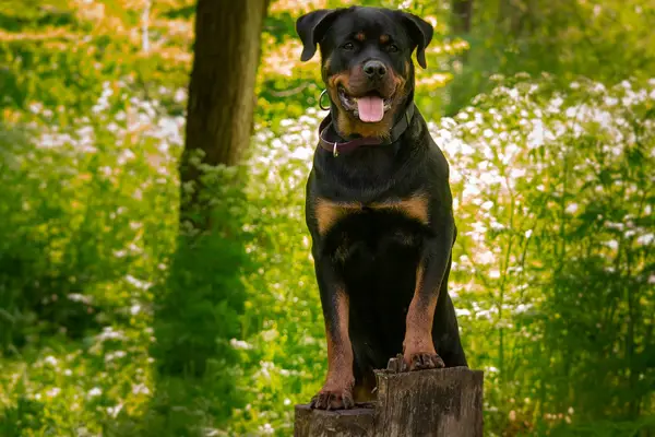 What Dog Can Beat A Rottweiler?