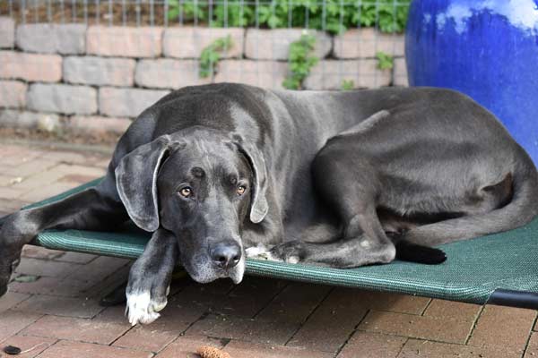 Why Is My Great Dane So Skinny: Diagnosis & Solutions