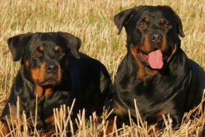 can two female rottweilers live together