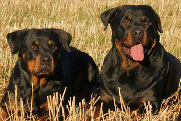 Can Two Female Rottweilers Live Together? Uncovering the Surprising Truth