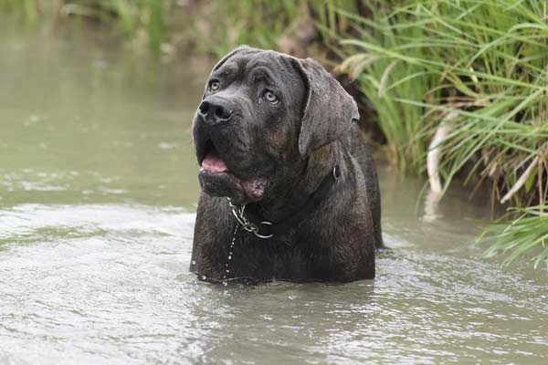 how often should you bathe a cane corso