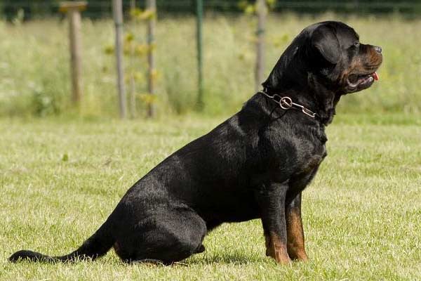 Leg Problems in Rottweilers: A Detailed Accounting