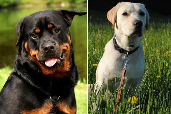 rottweiler vs labrador