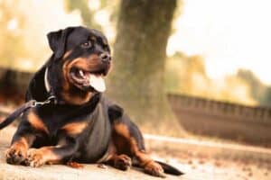 what to do if a rottweiler attacks you